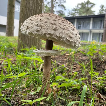 Apartment Lesna Plaza *