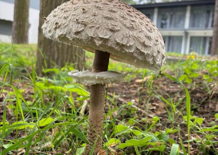 Apartment Lesna Plaza *